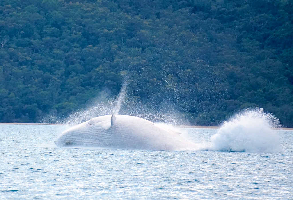 GREAT SHOT: An Ocean Dynamics guest snapped this picture of white whale Chalkie. In 2011 Whitsunday Marketing and Development and Whitsunday Escape launched a campaign to have Chalkie officially named. GREAT SHOT: An Ocean Dynamics guest snapped this picture of white whale Chalkie. In 2011 Whitsunday Marketing and Development and Whitsunday Escape launched a campaign to have Chalkie officially named.